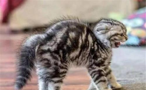 猫咪讨厌你的表现，猫咪讨厌你的五个表现（猫咪出现这6种“现象”）