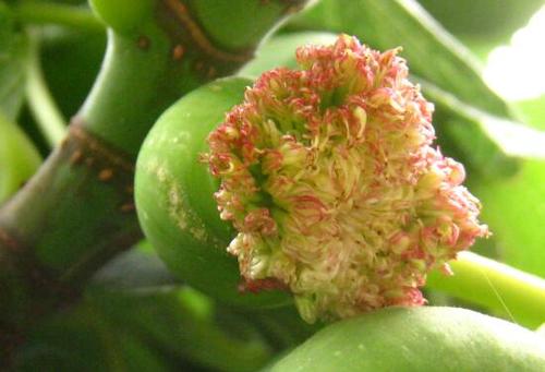 无花果是真的无花吗(无花果是不是真的没有花)-柯彬网