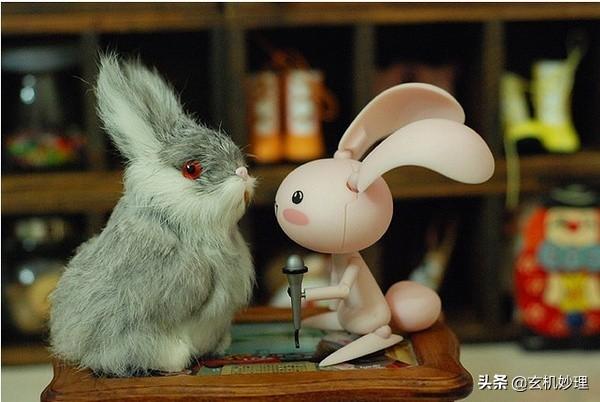 今日属兔的财运，属兔2022年2月14日运势（明天这几个生肖步步生财）