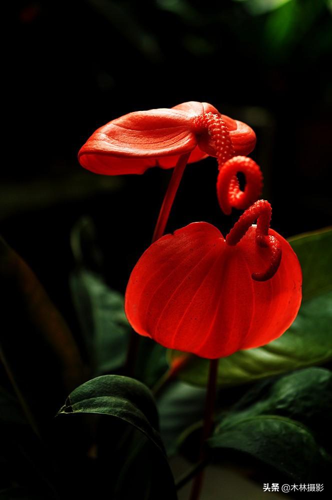 火鹤的寓意和象征,助你鸿运当头,大展宏图的火鹤,红掌花! - 玉三网