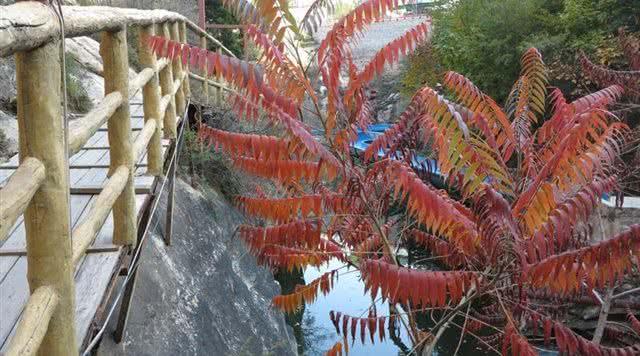 獾猪是几级保护动物，獾油治疗痔疮有奇效（北京市有瀑布的3A级景区推荐）