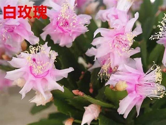 蟹爪兰图片，蟹爪兰你不知道的品种（蟹爪兰支架图片大全）