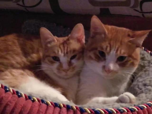 相思引，相思引浮生梦小说（相思引诗词大全）