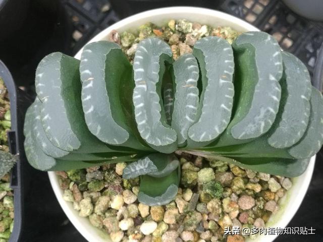 多肉玉扇最大能长多大，多肉玉扇好养吗（养了多肉植物五年）