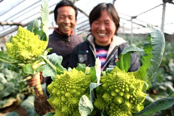 宝塔菜花怎么种,宝塔菜花怎么种植视频(宝塔菜罗马花椰菜种植裁培技术