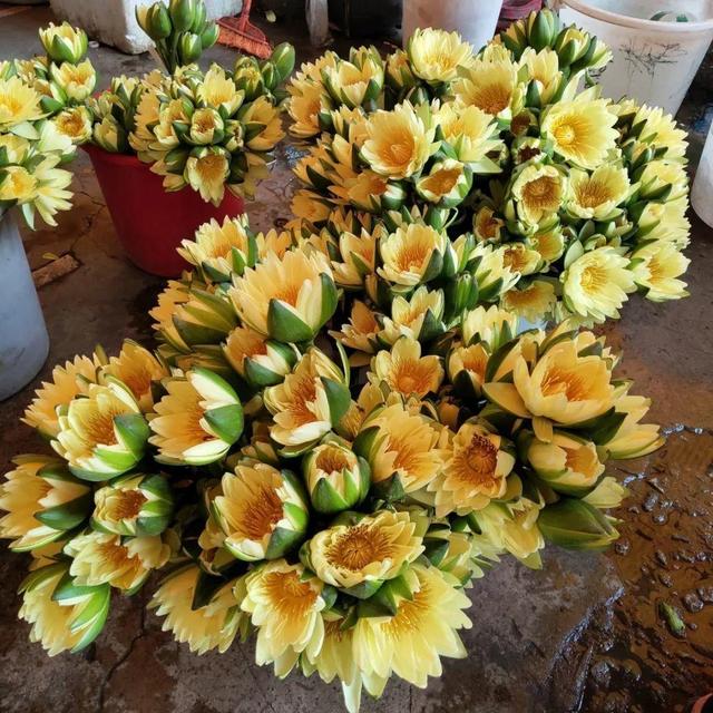 荷花最好看的品种是什么，这花最好看、最好养