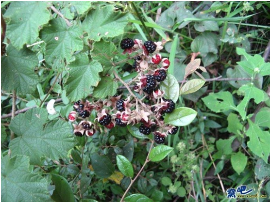 湖南有哪些特色水果，湖南人最全山里野果子