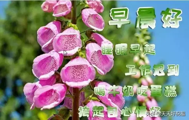 祝福的句子简短，祝福的句子简短朋友（新的一天早安朋友圈简短祝福语）