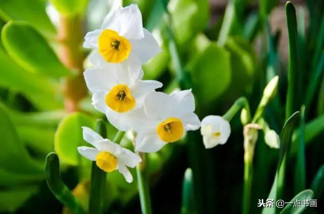 水仙花的寓意和象征，水仙花的寓意与象征（中国十大名花之冰波仙子——水仙）