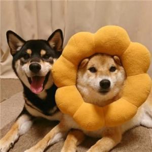 柴犬情头，微信头像，柴犬情头（我还是没找到一起用狗狗情侣头像的人...）