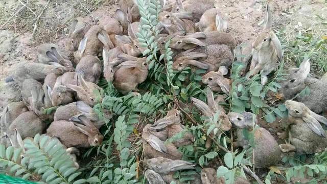 打兔子哪个部位最致命，抓兔子应该抓哪个部位（100亿野兔泛滥成灾）