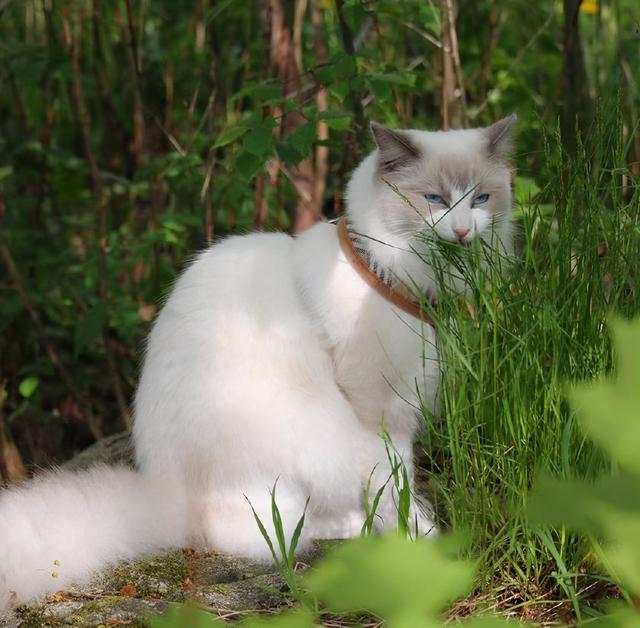 猫为什么一直吃草，猫咪吃草是怎么回事
