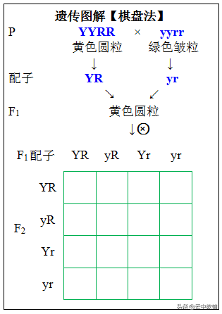 吃什么食物比较好，咳嗽吃什么食物比较好（遗传定律知识点最全总结！）