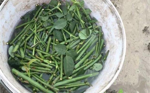 自制雾状小喷壶，自制实用喷水壶（它是扦插万能土）