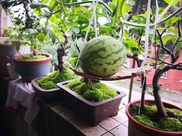 芒果核可以种吗，芒果核能种出来芒果吗（吃剩下的种子不要扔）