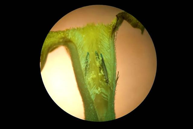 夏日里的江南山野奇花，玉叶金花白纸扇