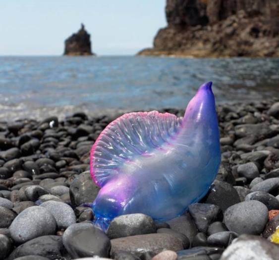 海洋中美丽又危险的生物，海洋中奇特的生物（僧帽水母美丽却又危险的“大长腿”）