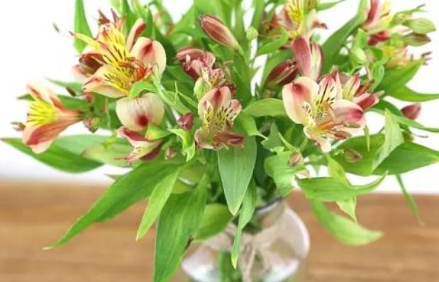 天堂鸟花语，天堂鸟花图片（你知道大自然中这些花的花语吗）