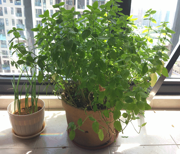 盆栽薄荷怎么养才长得好，盆栽薄荷怎样养（3个小技巧）