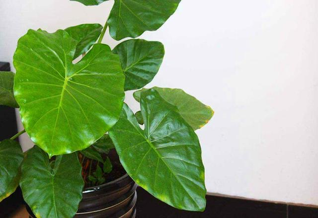 滴水观音适合在室内养吗,如何养殖滴水观音(如何养殖滴水观音花盆)