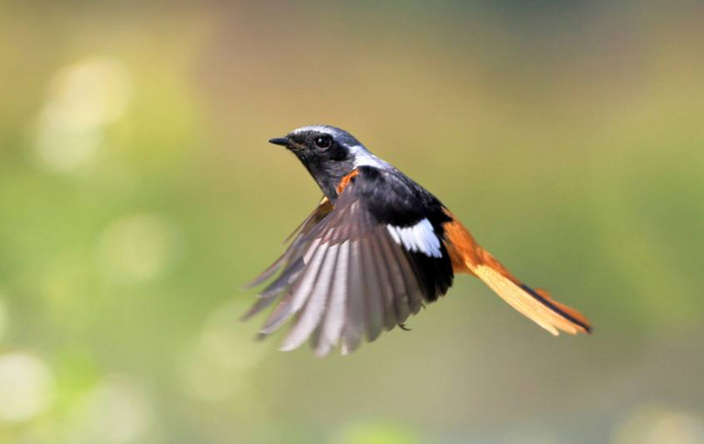 王国维最好的四句诗，专家评：最高格的无我之境