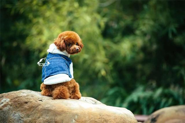 贵宾犬怎么养才不会被惯坏，泰迪犬<贵宾犬>怎么养才听话