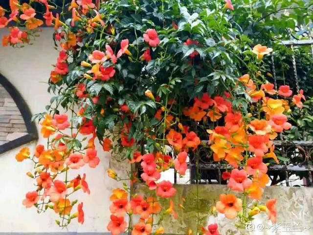 类似爬山虎的植物有哪些，除了爬山虎还有什么植物（7种超强繁育能力爬墙花）