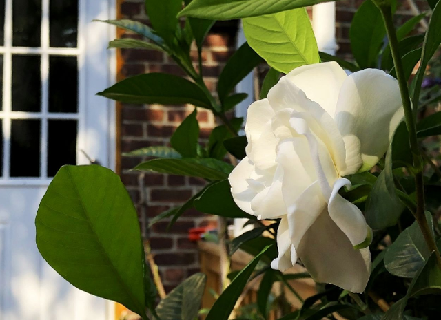 栀子花的养殖方法，栀子花喜欢的3种肥（栀子花能用水养吗）