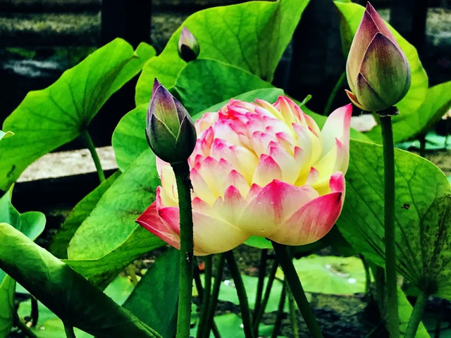 微山湖有哪些景区值得去玩，微山湖哪个景区最值得去（坐拥130000亩荷塘）