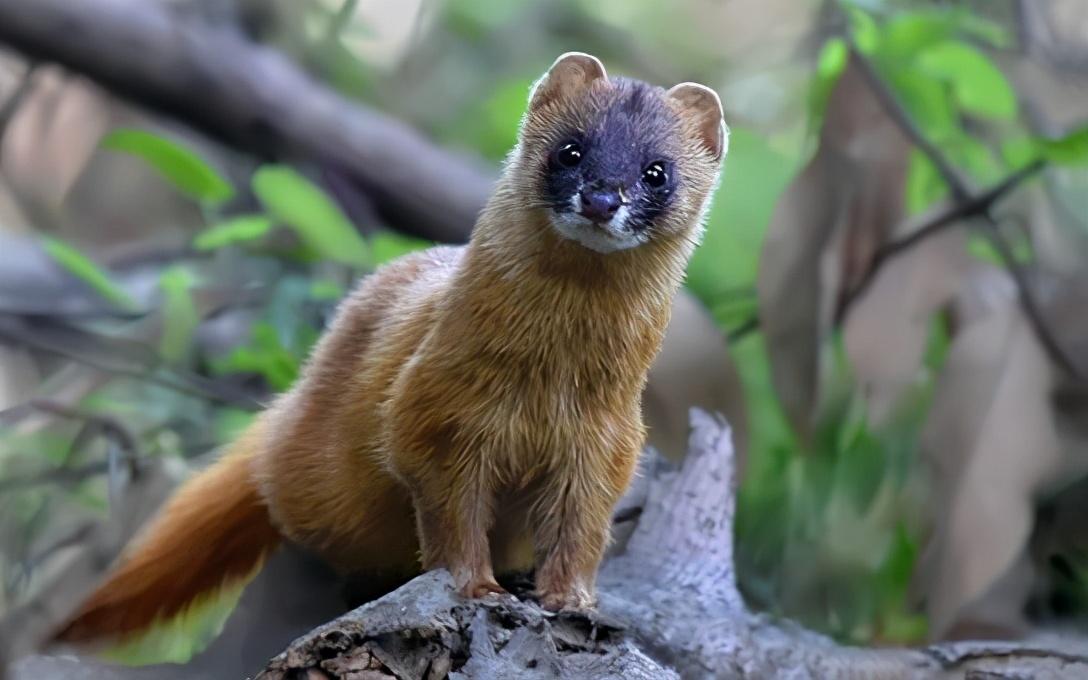 为何古人认为黄鼠狼不可以杀?专家研究表明,原来真的不能杀