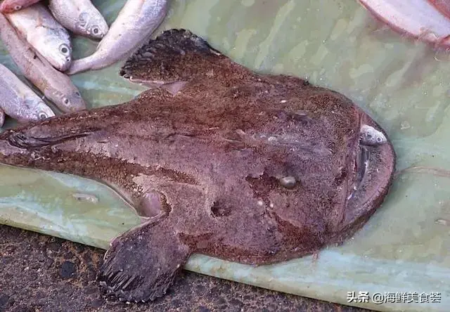 多春鱼是河鱼还是海鱼，多春鱼产地在中国哪里（暂时市面上几乎没有养殖的）