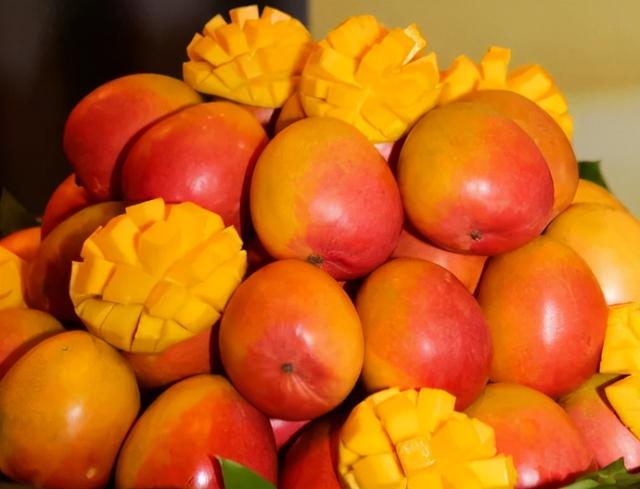 大芒果是什么品种，世界上超大的芒果是什么品种（青芒、贵妃芒、小台芒和金煌芒选哪种）
