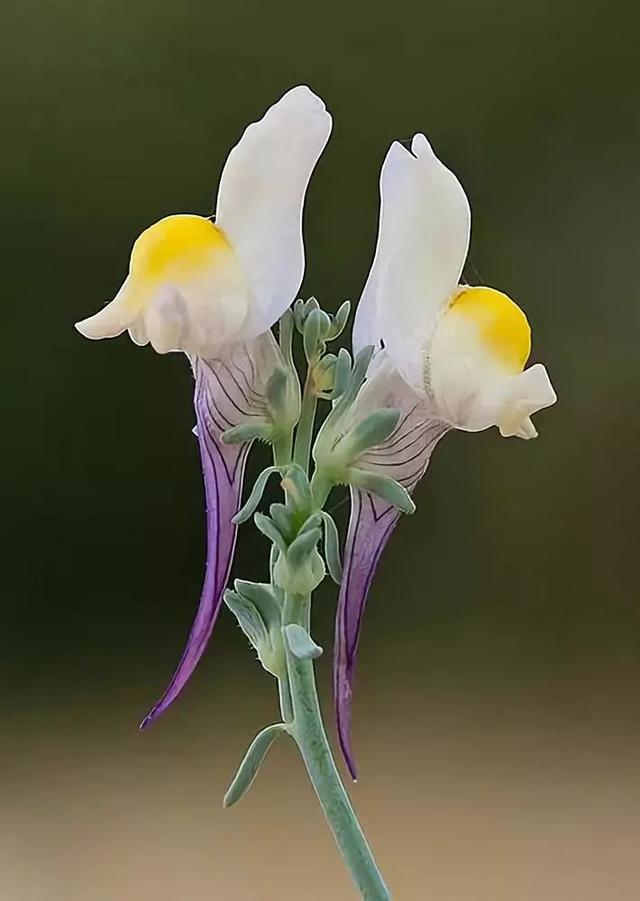 骷髅花的花语,骷髅花为什么叫骷髅花(奇花,活500年不一定能看到)