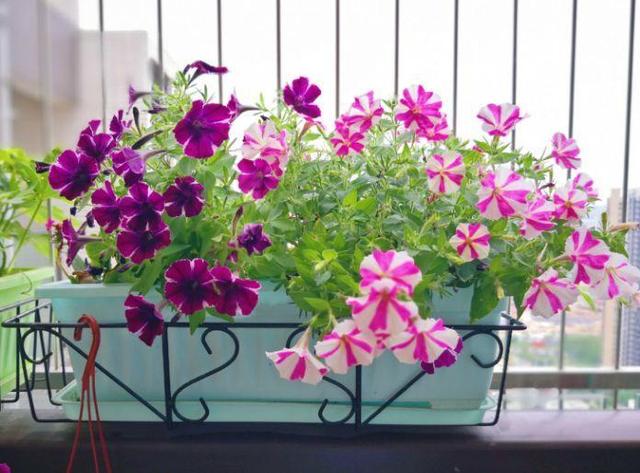 观音莲的花语，观音菩萨与莲花的寓意（守护你的小幸福）