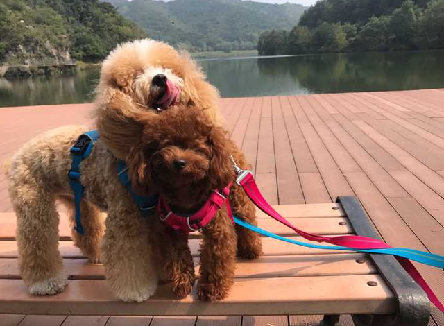 养狗的好处和坏处，养狗的坏处（养狗的坏处英语）