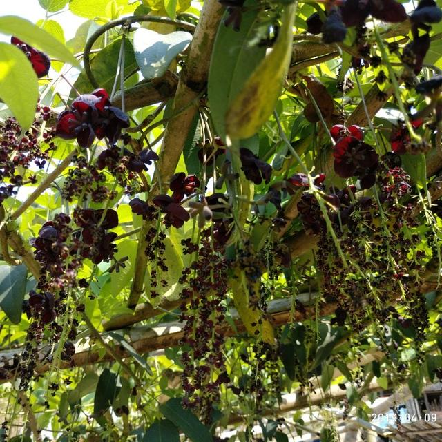 什么是三叶木通，什么是三叶木通根木（三叶木通在浙江天台的引种表现及配套栽培技术）