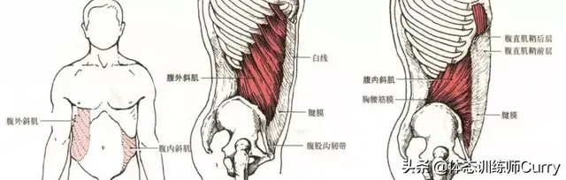 腹外斜肌锻炼方法，怎么锻炼侧面腹肌肉（核心肌群之腹内斜肌/腹外斜肌训练方法）