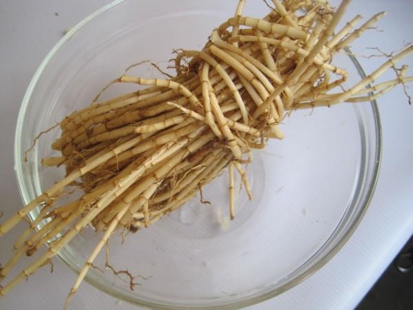 2,在锅中放入适量清水煮沸并放入芦根,茅根和葛根;3,清水煮沸后将水倒