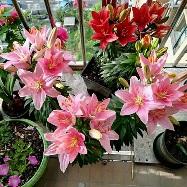 枯萎的花图片，枯萎的花（6种漂亮花，开完花“就枯萎”）