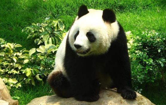 兔子是哺乳动物吗(亚洲哺乳类动物有哪些)
