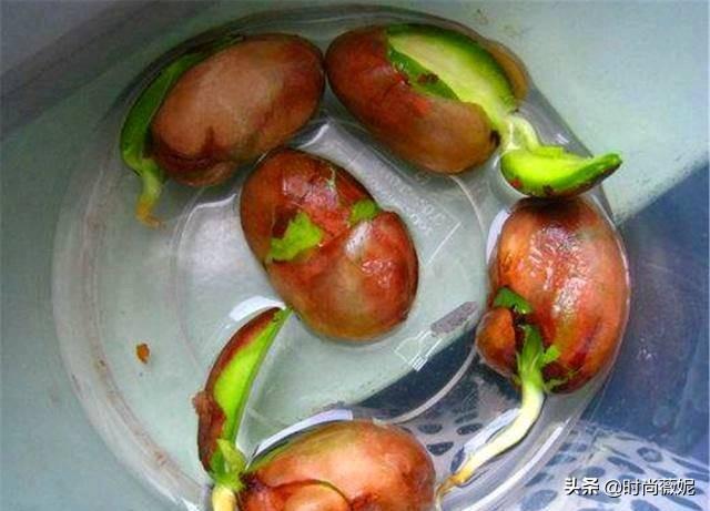 菠萝蜜种子怎么吃，菠萝蜜籽怎么吃（吃菠萝蜜留下“籽”）