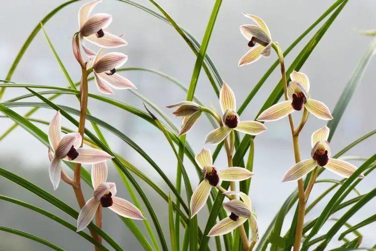 兰花什么时候开花，兰花开花时间（兰花最全养护要点）