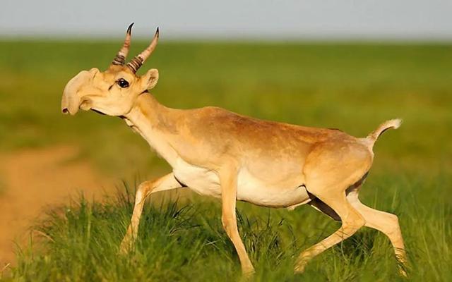 太极腰痛丸,太极腰痛丸多少钱一盒(有多少野生动物毁于"被入药")