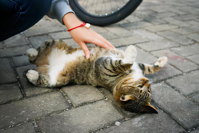 吸猫什么意思，女人说可以吸猫什么意思（吸猫体质之所以“招猫”喜欢）