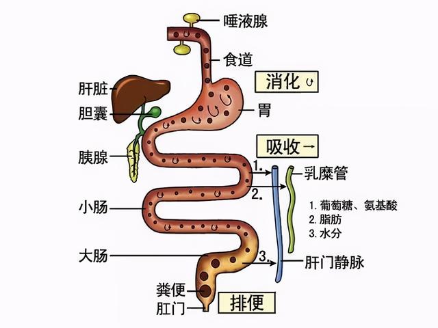 什么叫碳水主食，含有碳水的主食（不得不说的事）