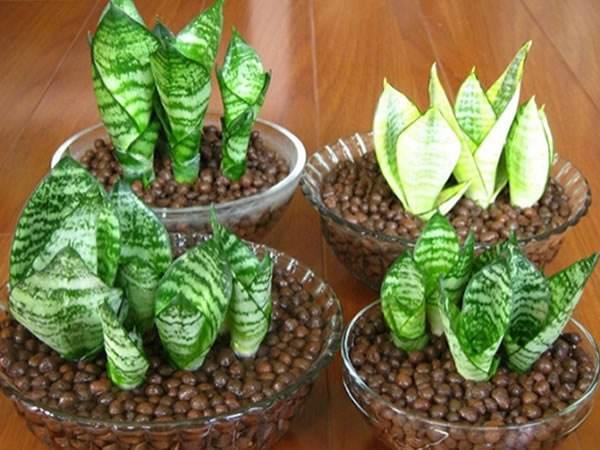 虎皮兰可以水培吗，虎皮兰能水培吗（插到水里就爆芽）