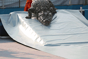 关于鳄鱼的资料，鳄鱼速度18km/h