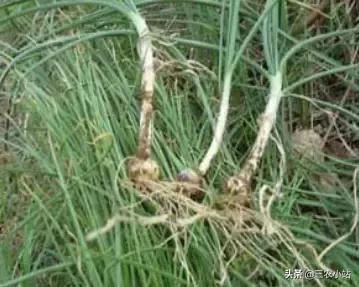 碱蓬菜的功效与作用，碱蓬的功效与作用（山野菜大全）