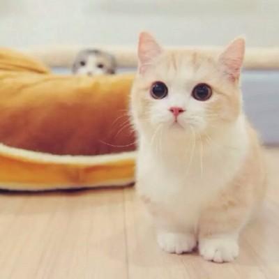 可爱猫咪头像萌萌哒高清2019微信萌宠头像猫咪呆萌看到这么可爱的小