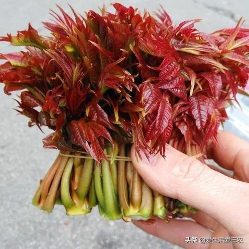 种植什么赚钱(投资1000元养殖)